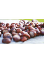 Kastanjedyne, voksen - Bilde 3