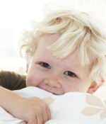 Kastanjedyne, voksen